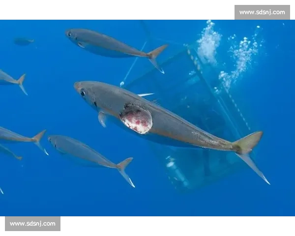 别小看他们！2026世界杯这些“小鱼”能否逆袭“大鲨鱼”